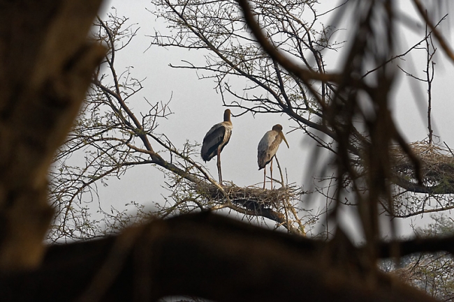 Keoladeo national park-111
